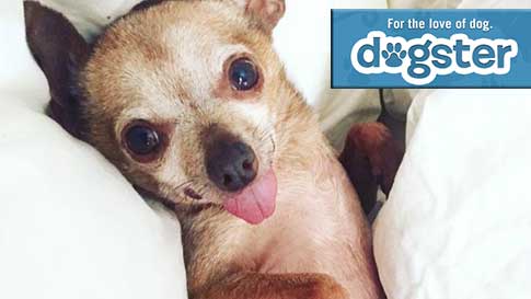 Dogster